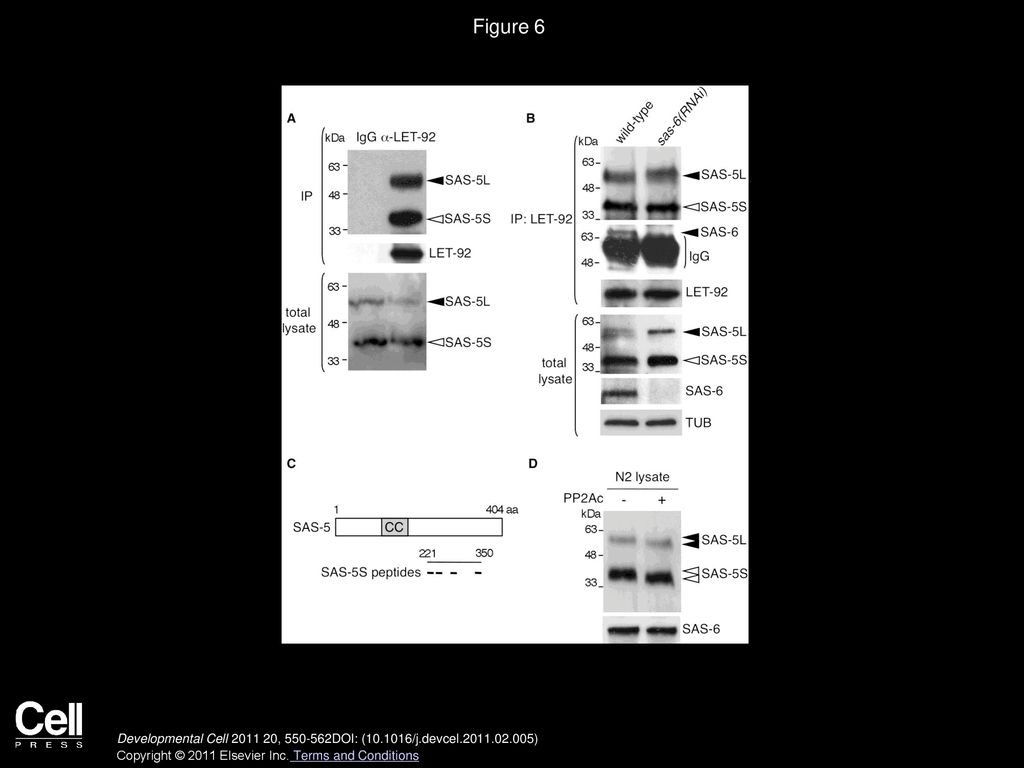 Figure 6 PP2A Associates with SAS-5/SAS-6 Complex and Dephosphorylates SAS-5.
