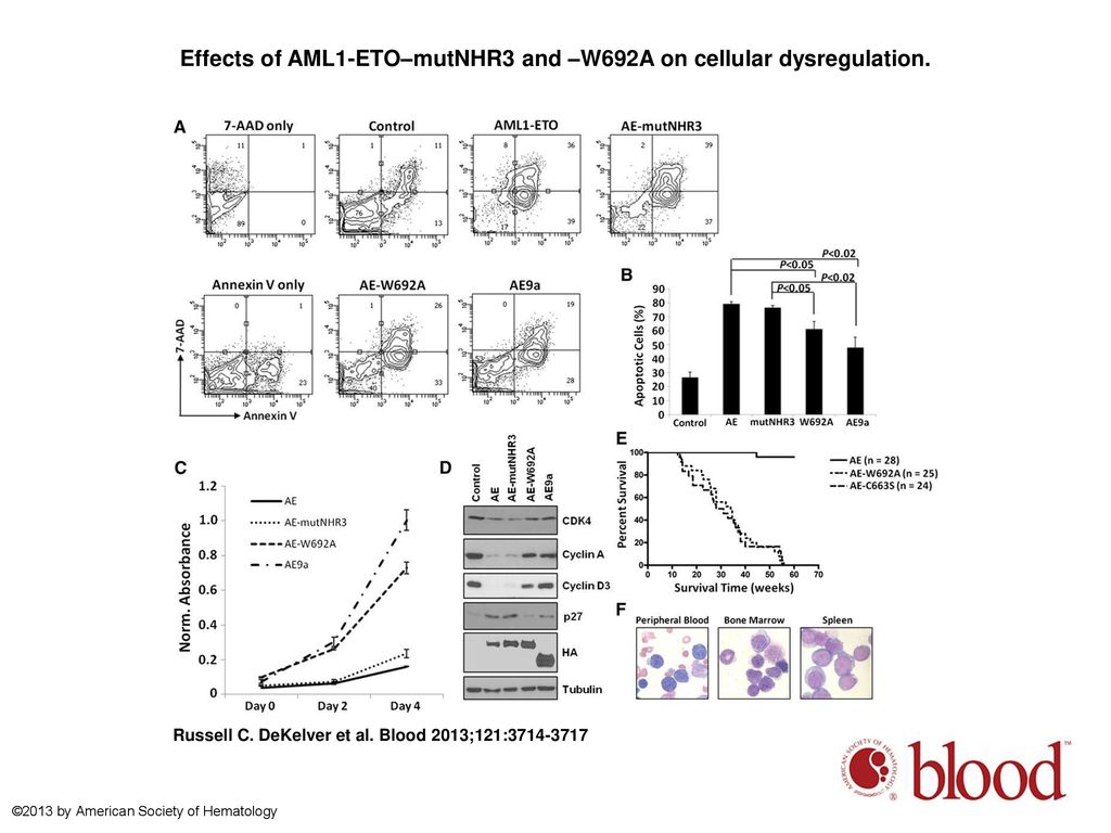 Effects of AML1-ETO–mutNHR3 and –W692A on cellular dysregulation.
