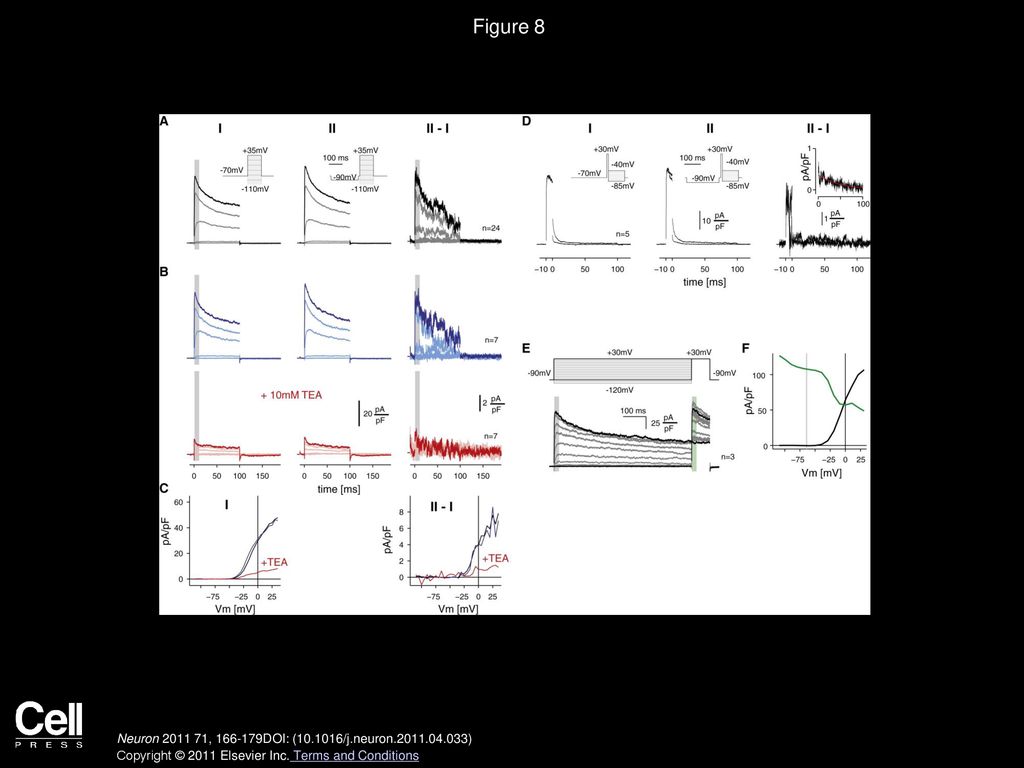 Figure 8 Hyperpolarization from Rest Activates Delayed-Rectifier Currents in Somatic Patch Recordings.