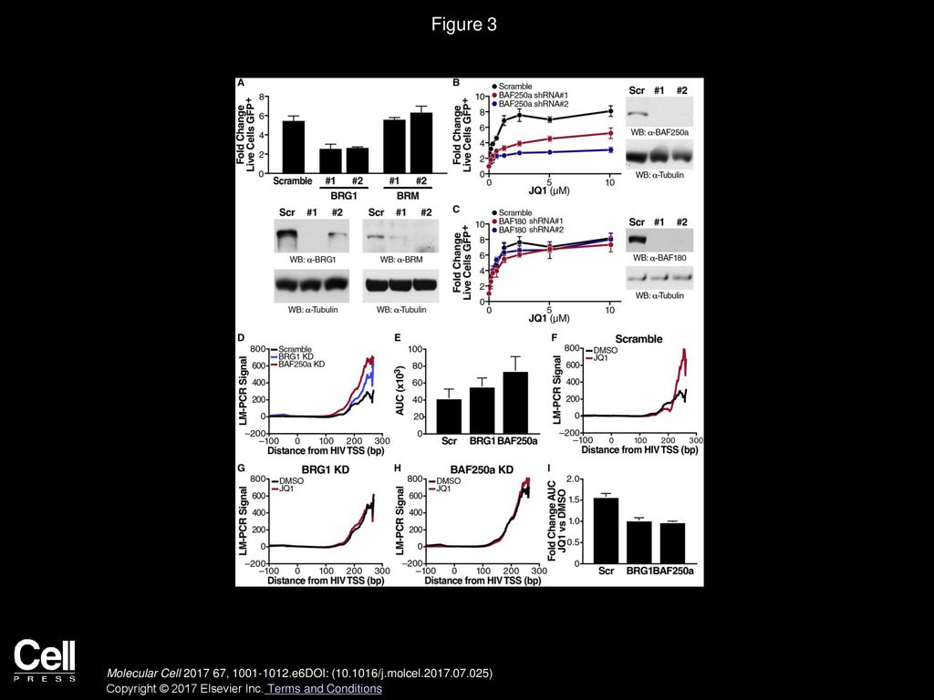 Figure 3 The BAF Chromatin-Remodeling Complex Is Required for JQ1-Mediated Latency Reversal and nuc-1 Remodeling.