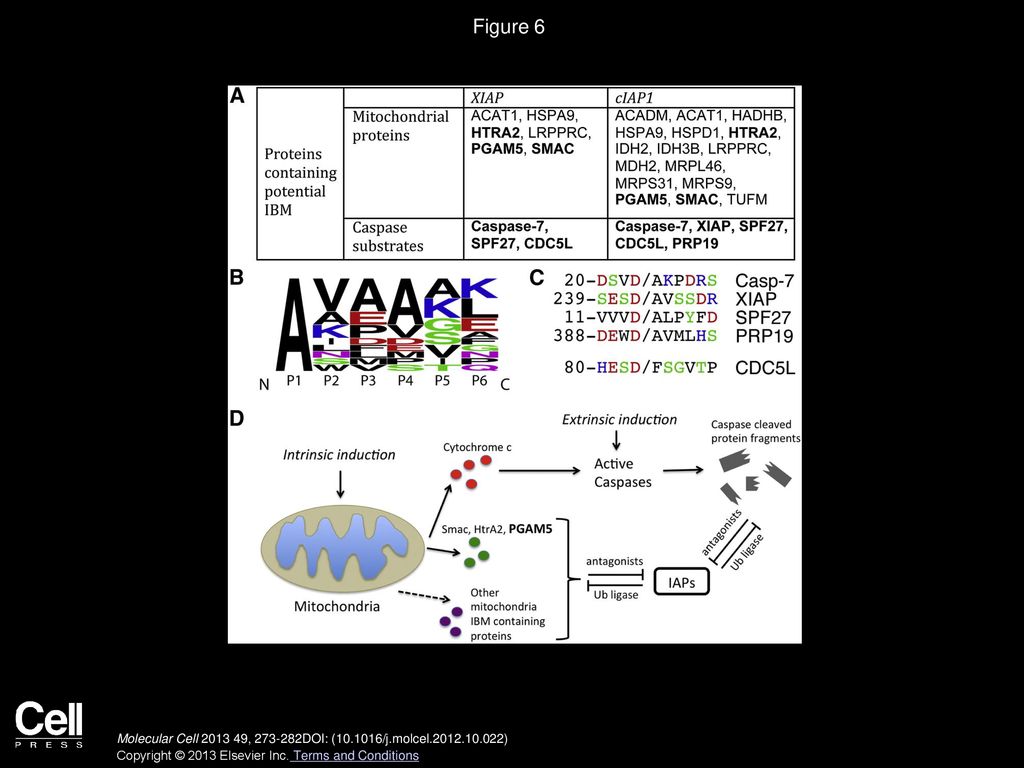 Figure 6 Proteolytic Cleavage Generates an N-Terminal IAP Binding Motif that Is a Common Feature of IAP Substrates.