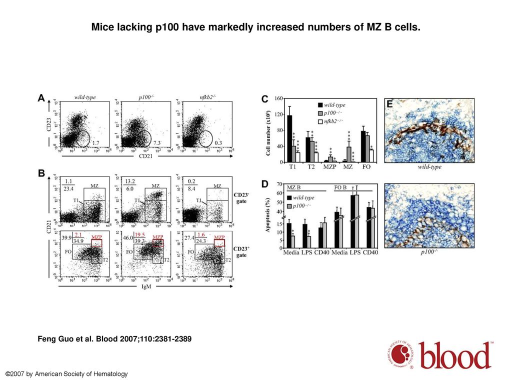 Mice lacking p100 have markedly increased numbers of MZ B cells.