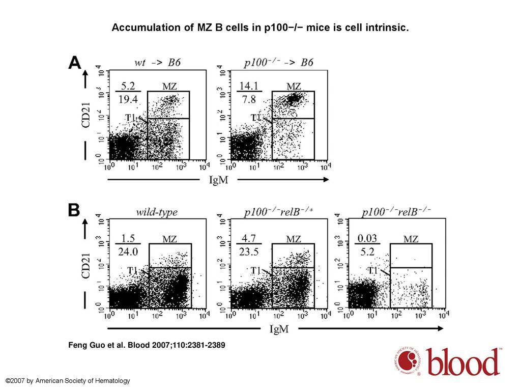 Accumulation of MZ B cells in p100−/− mice is cell intrinsic.