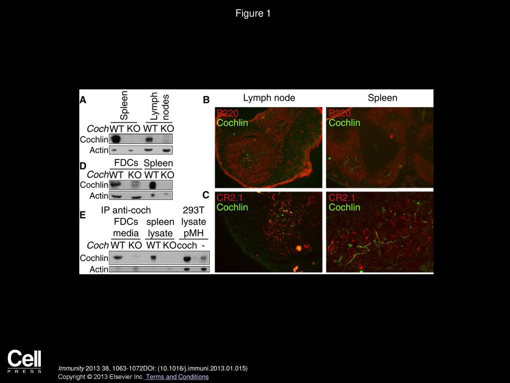 Figure 1 Cochlin Is Produced and Secreted by FDCs in the Spleen and the Lymph Nodes.
