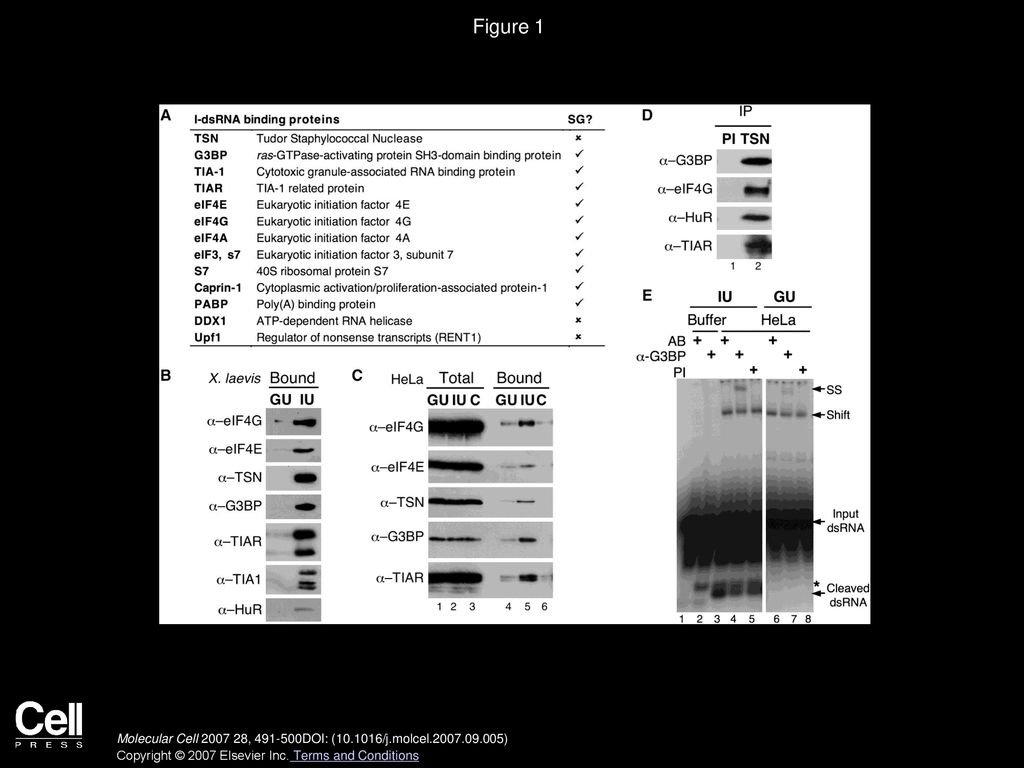 Figure 1 A Stress-Protein Complex Forms Specifically on I-dsRNA