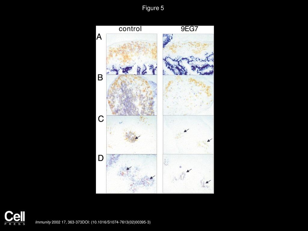 Figure 5 Effect of Anti-β1 Integrin Treatment during Fetal Development on Tissue Distribution of CD4+CD3− Cells.