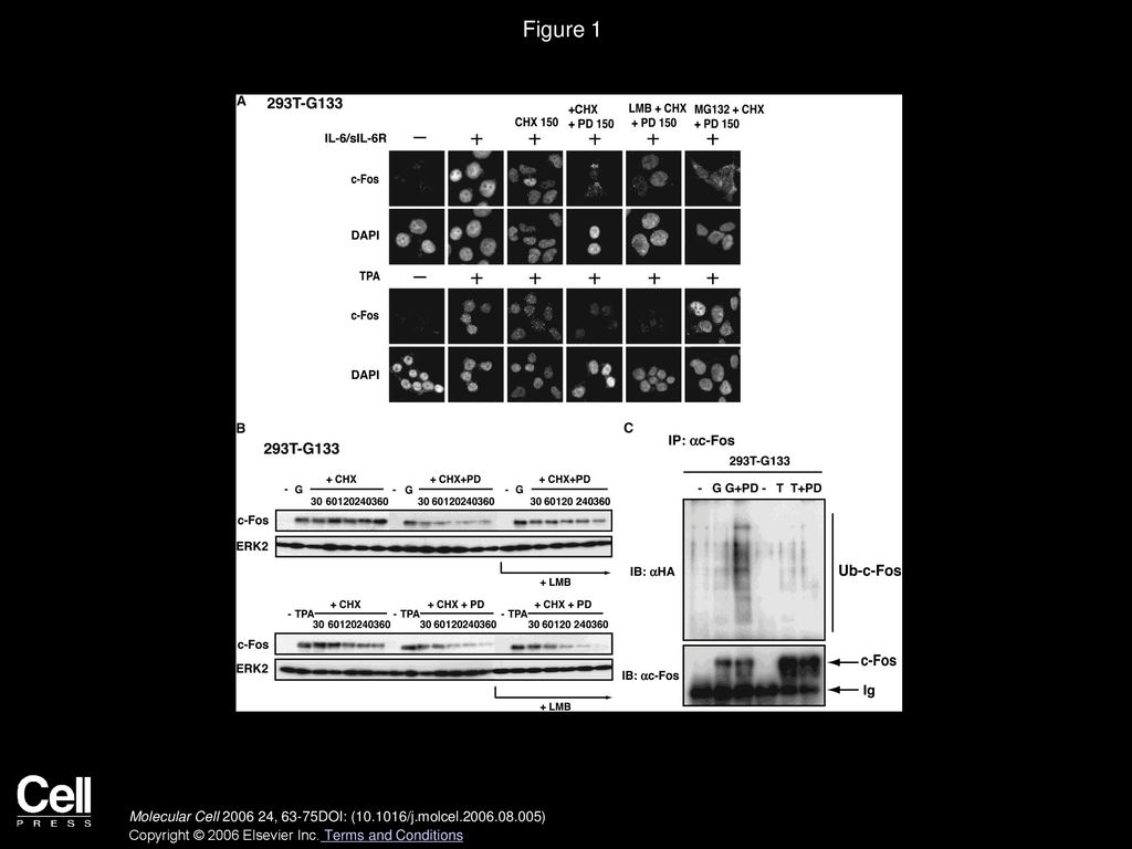 Figure 1 Differential Regulation of the Stability and Subcellular Localization of c-Fos by IL-6- versus TPA-Induced Signaling.