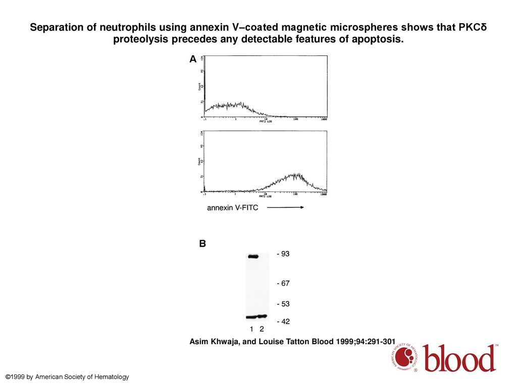 Separation of neutrophils using annexin V–coated magnetic microspheres shows that PKCδ proteolysis precedes any detectable features of apoptosis.