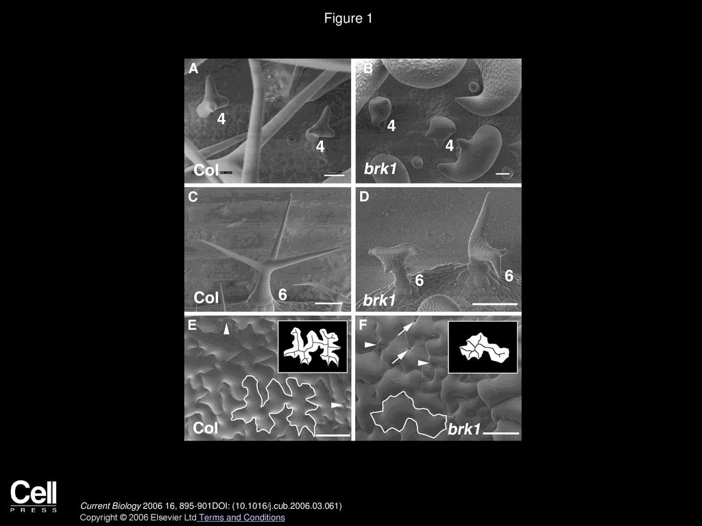 Figure 1 The BRK1 Mutation Causes an Array of Phenotypes that Defines the Distorted Group of Morphology Mutants.