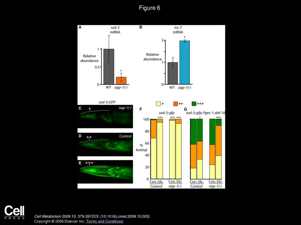 Figure 6 The AQP-1/Glycerol Channel Acts as a Feedback Regulator in the Insulin/IGF-1-Signaling Pathway.