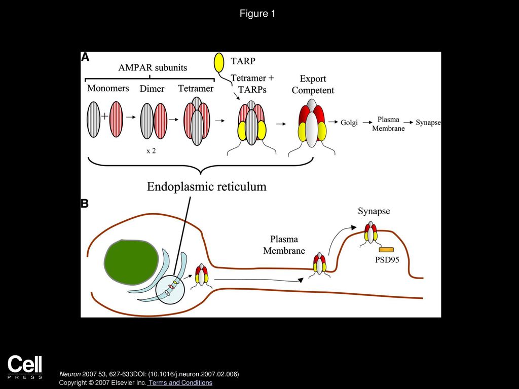 Figure 1 Role of TARPs in AMPAR ER Export and Synaptic Trafficking