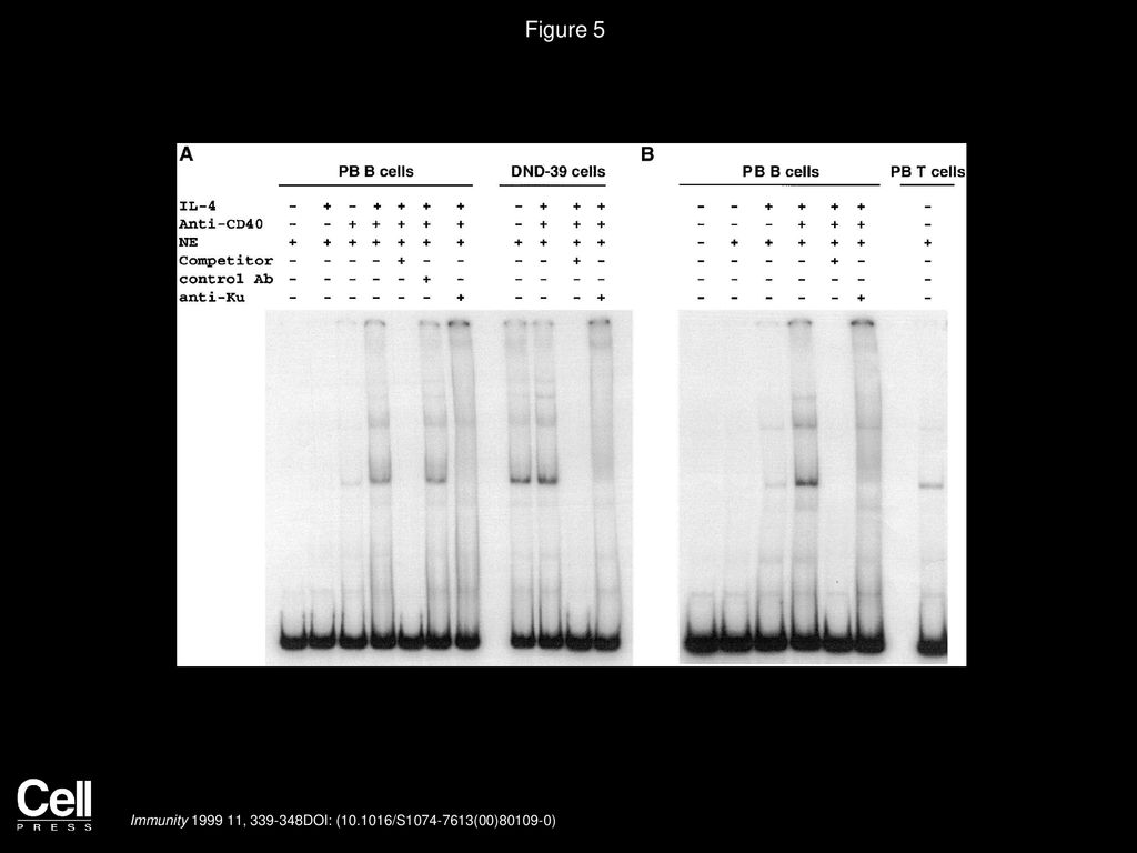 Figure 5 Nuclear Ku Expression Is Induced in Human PB B Cells Incubated with IL-4 and Anti-CD40.