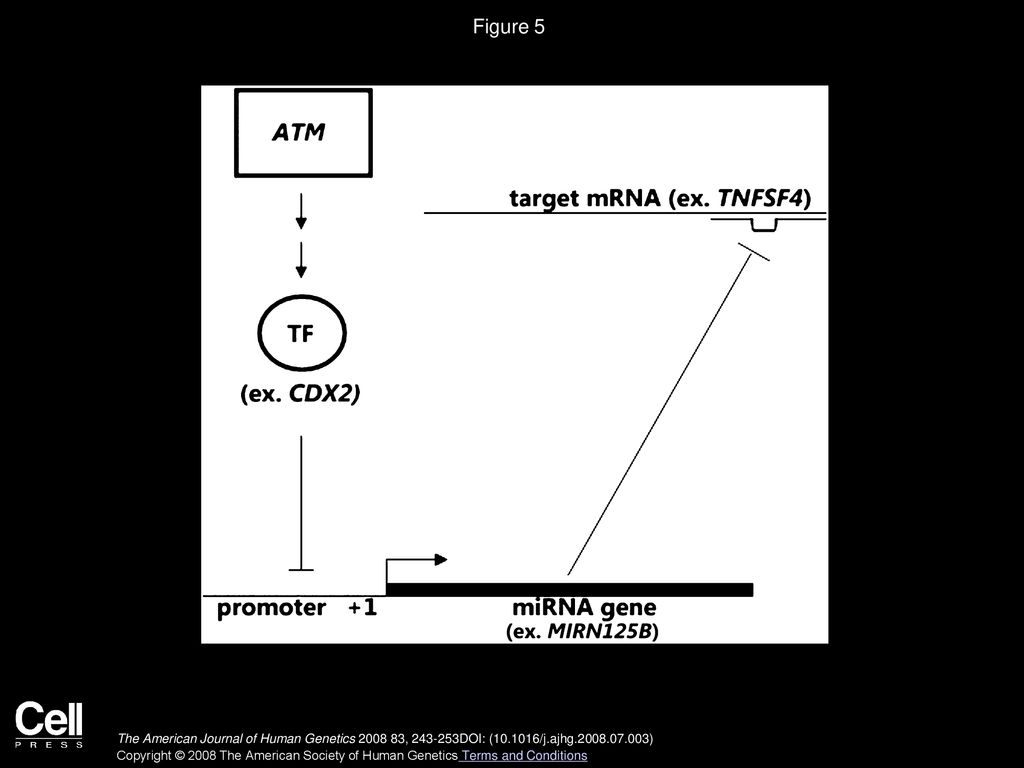 Figure 5 Proposed Model of the Regulation of Expression Phenotypes