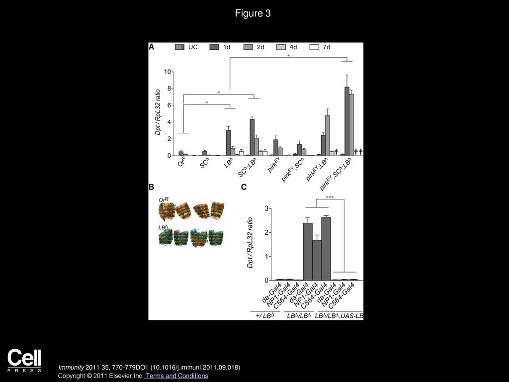 Figure 3 PGRP-LB, PGRP-SCs, and Pirk Prevent the Activation of the Systemic Immune Response after Oral Infection with Ecc15.