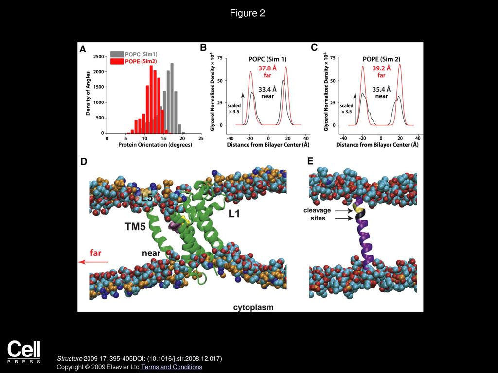 Figure 2 Local Perturbations of Lipid Bilayers Caused by GlpG Rhomboid Protease.