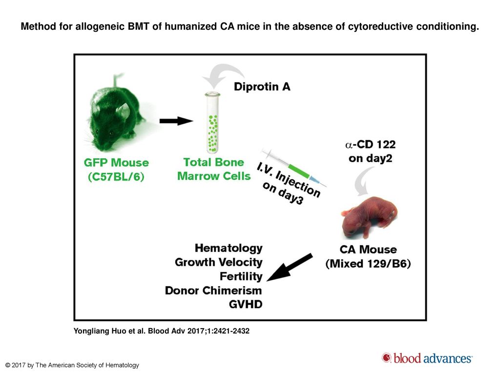 Method for allogeneic BMT of humanized CA mice in the absence of cytoreductive conditioning.