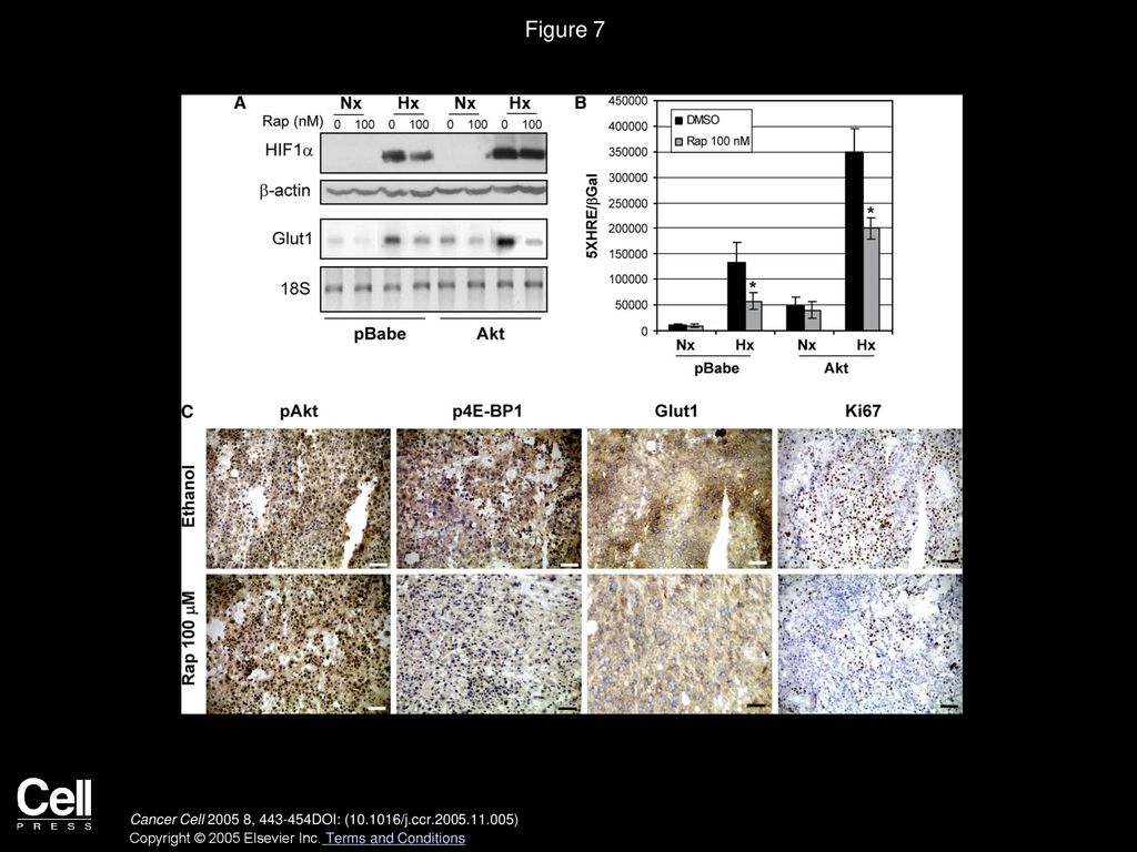 Figure 7 Suppression of mTOR inhibits HIF1α activity and reduces cell proliferation of Akt-dependent tumors.
