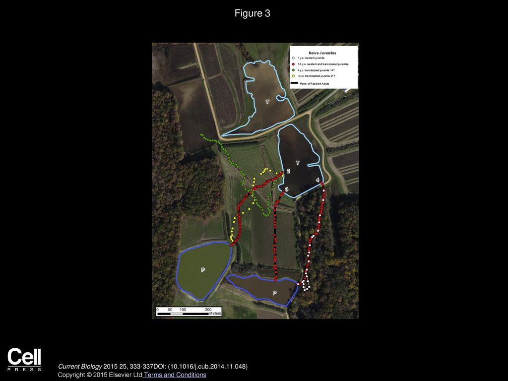 Figure 3 Navigation Is Facilitated by a Critical Learning Period