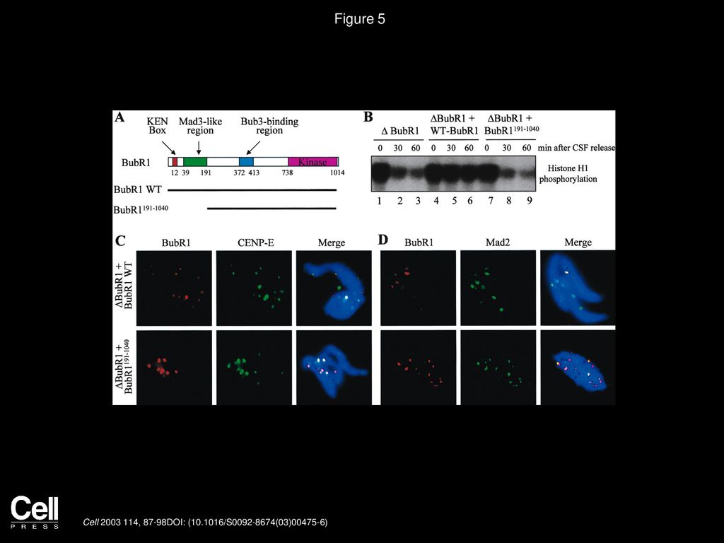Figure 5 A Requirement of the Mad3-like Domain for BubR1 in the Mitotic Checkpoint.