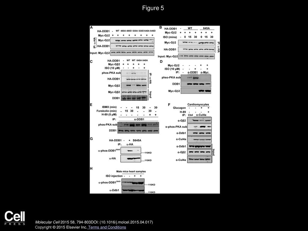 Figure 5 Gβ2-DDB1 Complex Is Dissociated by PKA Phosphorylation on DDB1 S645.