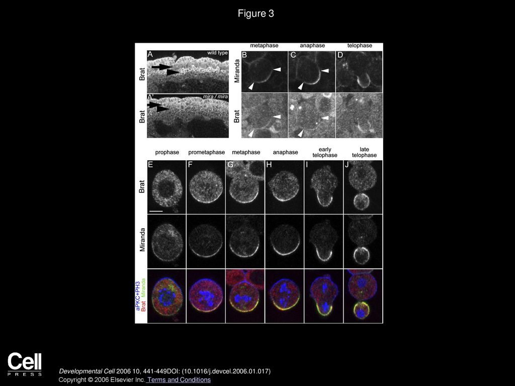 Figure 3 Brat and Miranda Colocalize and Are Partitioned into the GMC during Embryonic Neuroblast Asymmetric Division.