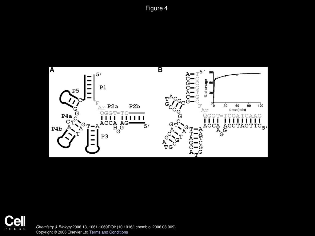 Figure 4 The Conserved Structure of 5J and the Refined 5J-A28