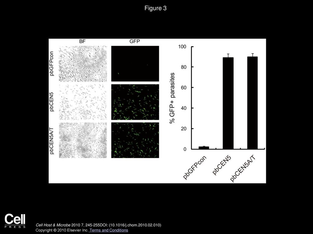 Figure 3 Retention of PCEN-Containing Plasmids in Parasites after Mosquito Passage.