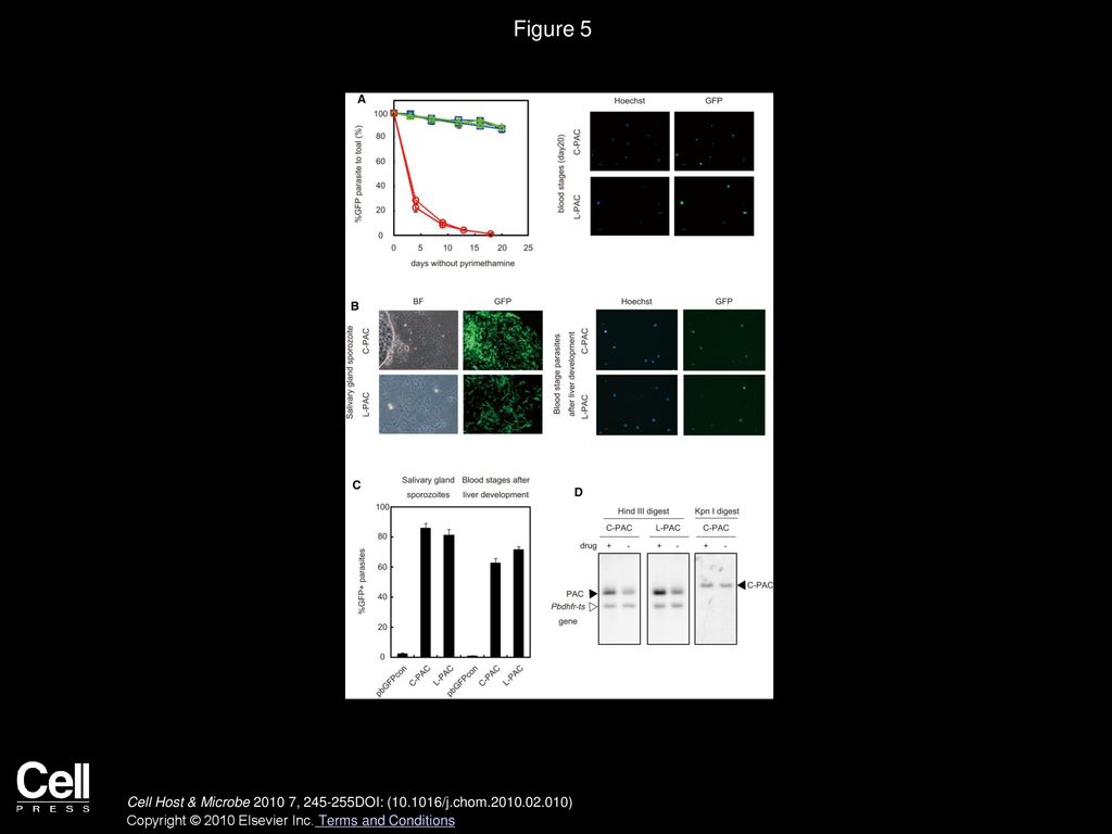 Figure 5 Efficient Segregation and Maintenance of Circular and Linear DNA Constructs Containing Both pbcen5 and Telomere Sequences.