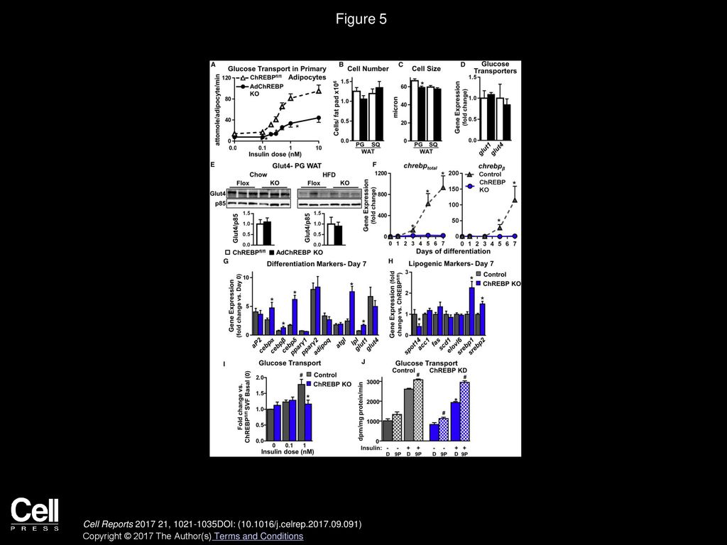Figure 5 Absence of ChREBP in Adipocytes Impairs Insulin-Stimulated Glucose Transport Cell-Autonomously.