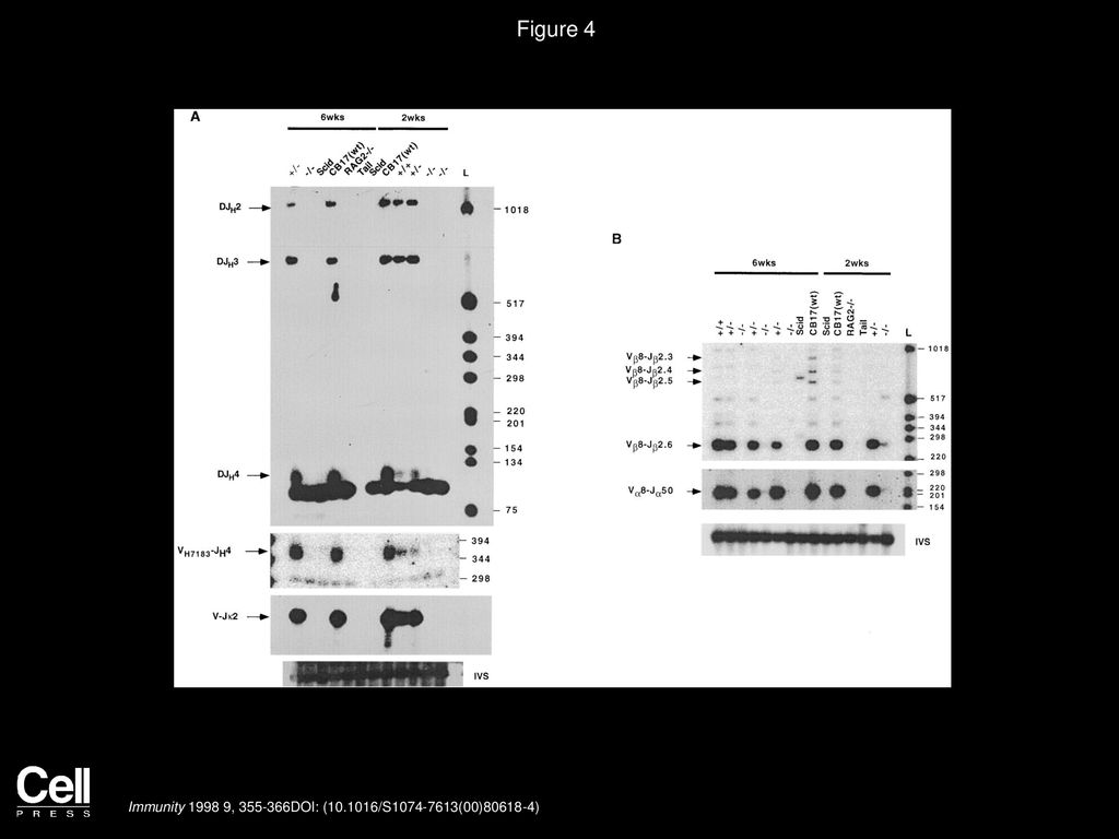 Figure 4 Coding Join Formation Is Dramatically Reduced in DNA-PKcs-Deficient Animals.
