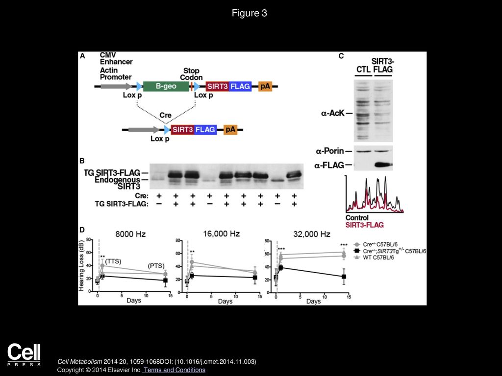 Figure 3 SIRT3 Transgene Overexpression Prevents NIHL