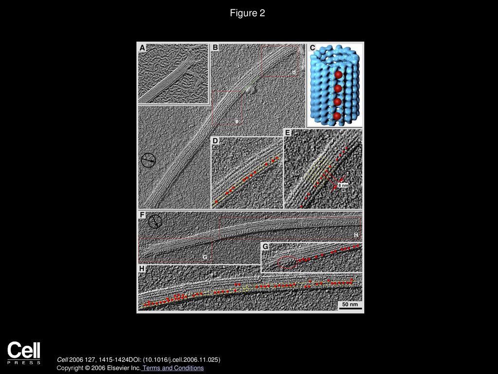 Figure 2 High-Resolution, Unidirectional Surface Metal Shadowing of Microtubules Complexed with Mal3p.