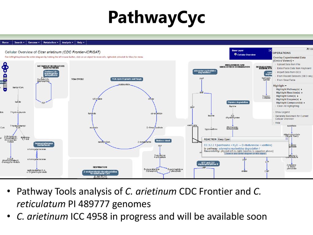 PathwayCyc Pathway Tools analysis of C. arietinum CDC Frontier and C. reticulatum PI genomes.