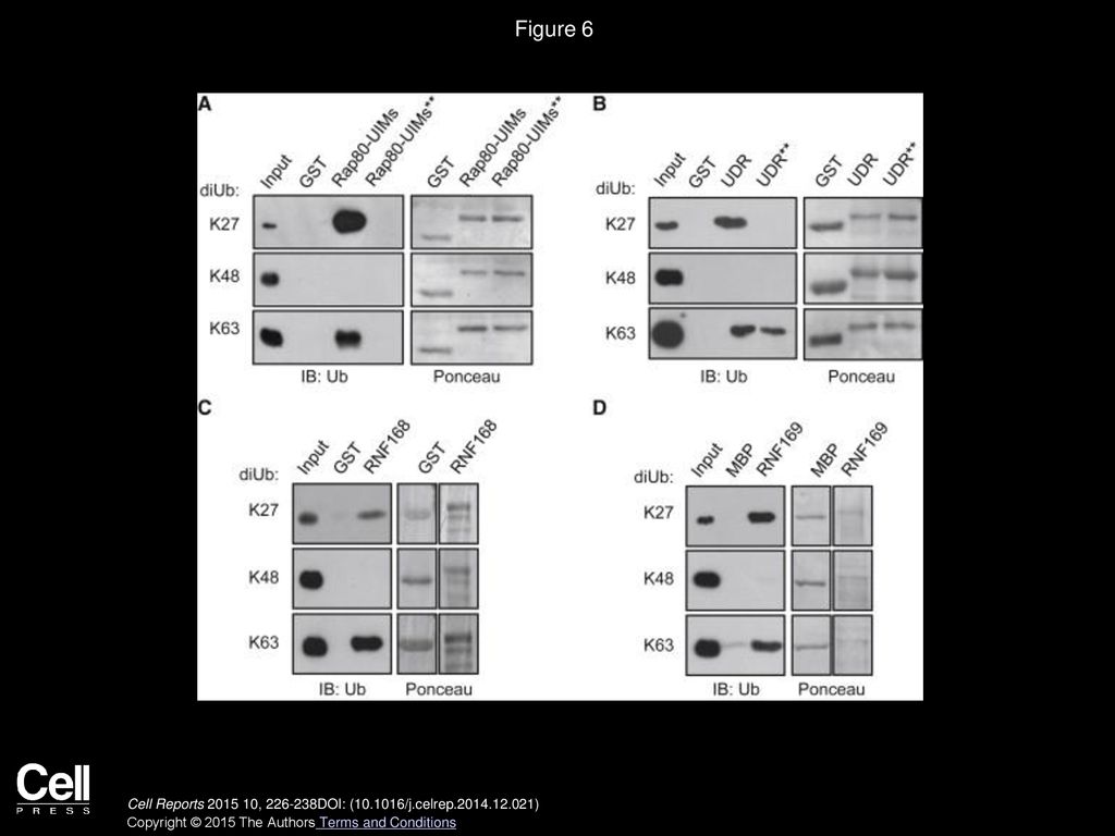 Figure 6 53BP1, Rap80, RNF169, and RNF168 Directly Interact with K27-Linked Ubiquitin Dimers.