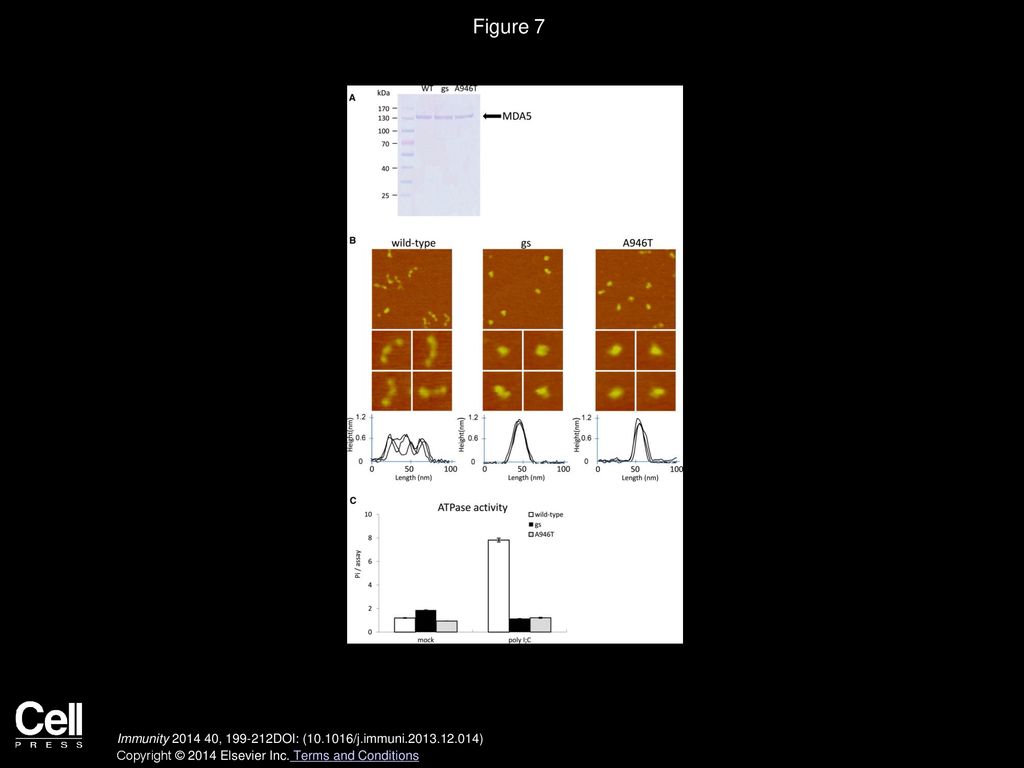 Figure 7 G821S and A946T Mutations Lead to Conformational Change and Abrogate ATPase Activity of MDA5.