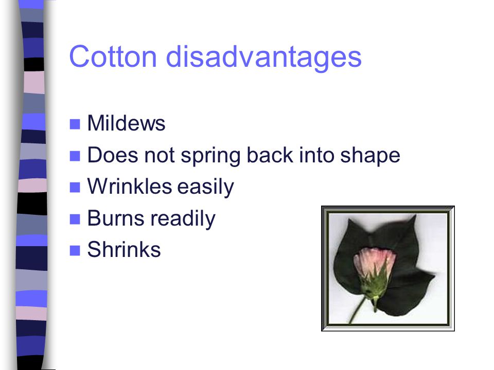Cotton disadvantages Mildews Does not spring back into shape