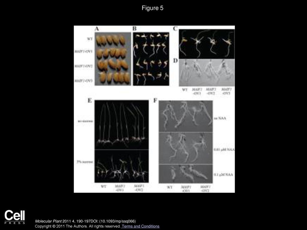Figure 5 Phenotypes of Overexpressing MAIF1 Rice Plants.