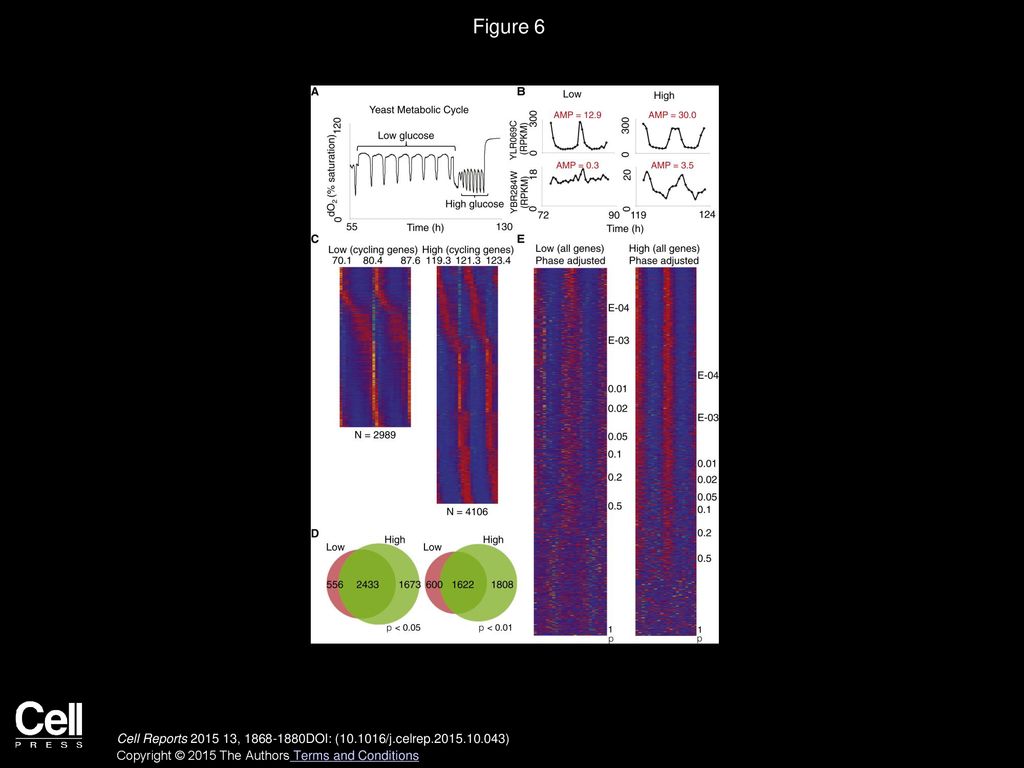 Figure 6 Speed of Metabolic Cycling in Yeast Is Linked to Cyclical Gene Expression.