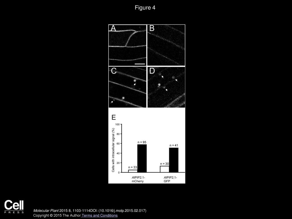 Figure 4 Analysis of the Redistribution of Fluorescently Tagged AtPIP2;1 in Response to H2O2.