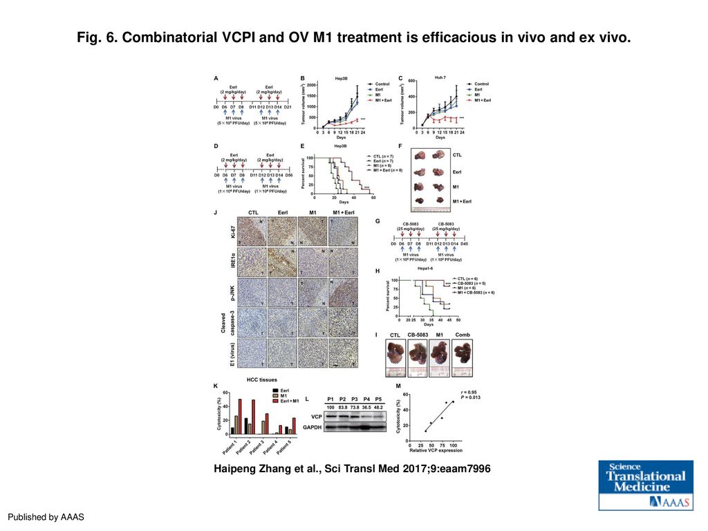 Fig. 6. Combinatorial VCPI and OV M1 treatment is efficacious in vivo and ex vivo.