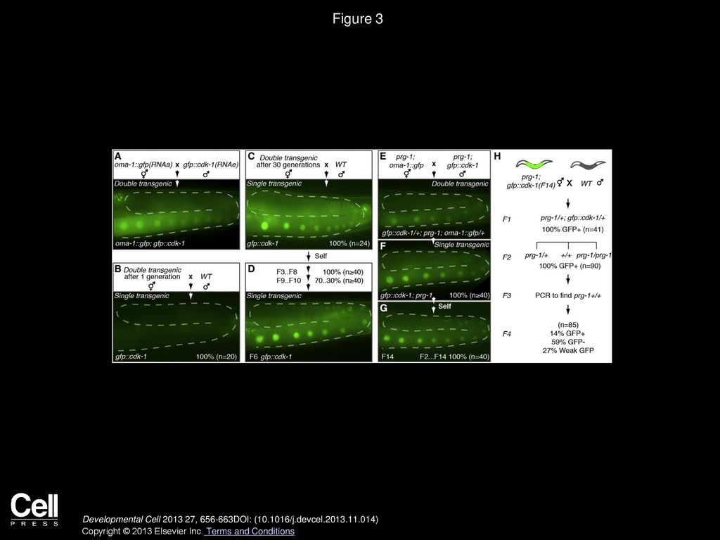 Figure 3 RNAa Counteracts Piwi-Dependent Silencing and Acts over Multiple Generations to Establish an Active Epigenetic Gene-Expression State.
