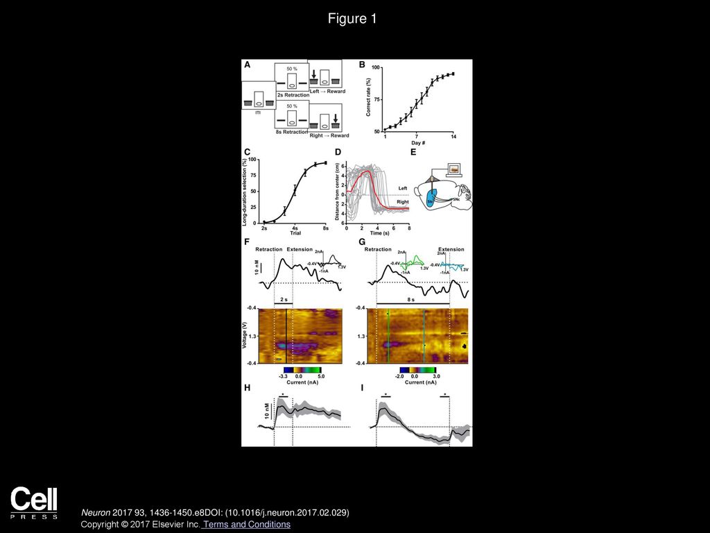 Figure 1 Nigrostriatal Dopamine Signaling Associated with Action Selection. (A) Task design of the 2-8 s task.