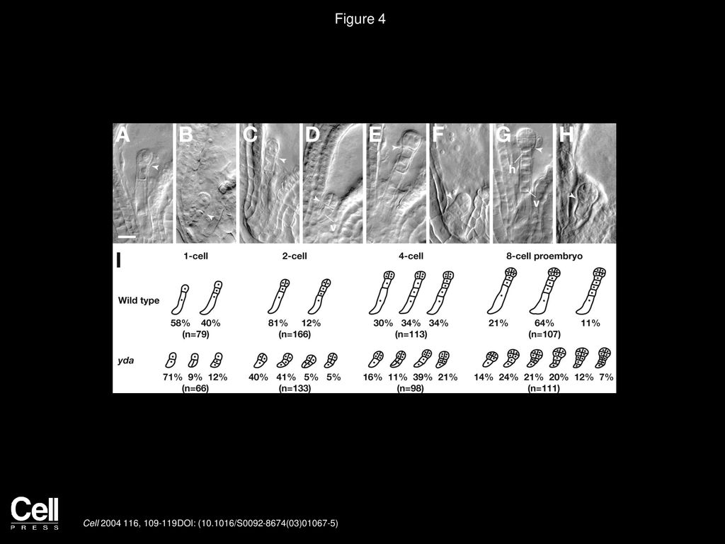 Figure 4 Aberrant Division Patterns in the Basal Lineage of yda Mutants.