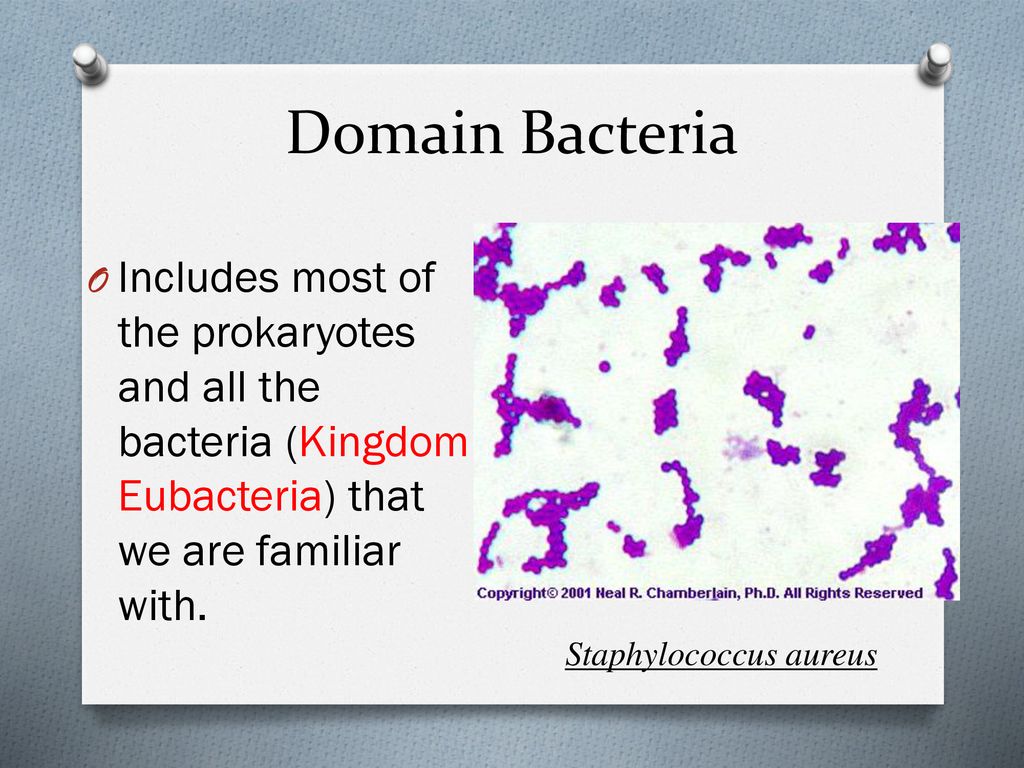 Biology 11 Taxonomy Ppt Download