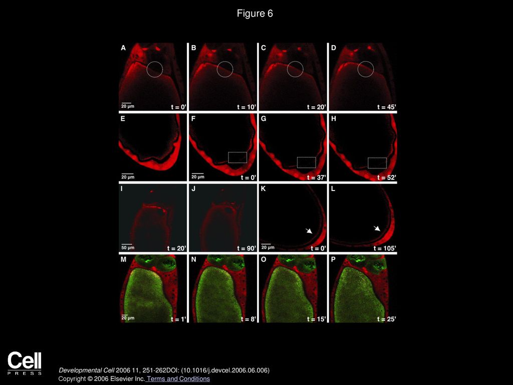 Figure 6 Maintenance of bcd Localization Is Dynamic and Requires Dynein Motor Activity.