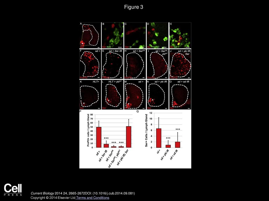 Figure 3 Yorkie and Scalloped Regulate Serrate-Expressing Lineage-Specifying Cell Numbers.