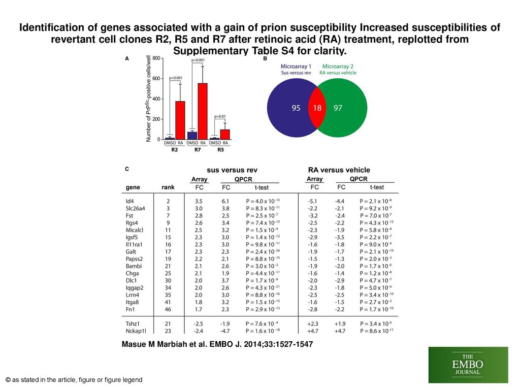Identification of genes associated with a gain of prion susceptibility Increased susceptibilities of revertant cell clones R2, R5 and R7 after retinoic acid (RA) treatment, replotted from Supplementary Table S4 for clarity.
