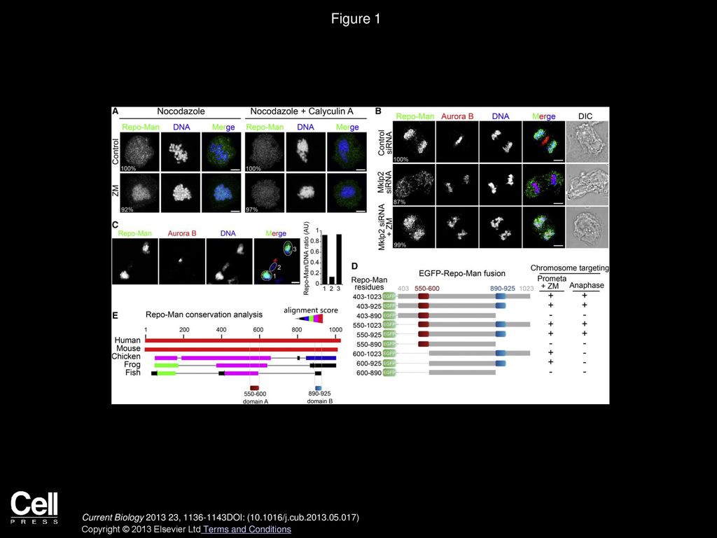 Figure 1 Aurora B Inhibits the Chromosomal Targeting of Repo-Man