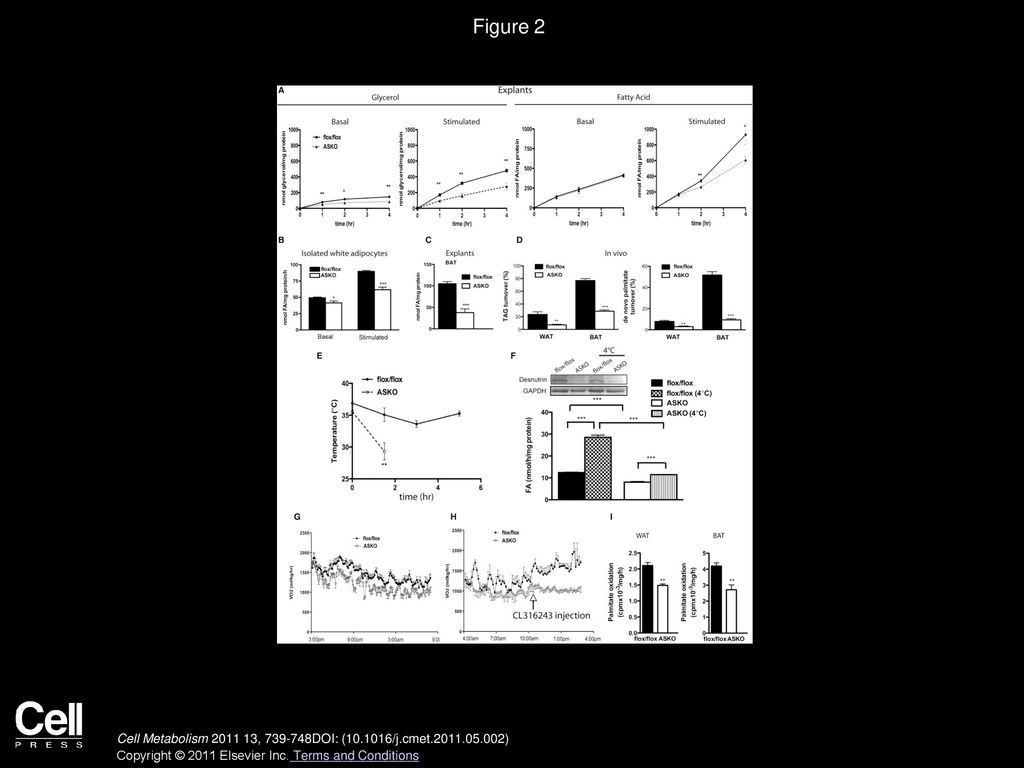 Figure 2 Decreased Lipolysis in Desnutrin-ASKO Mice Results in Impaired Thermogenesis and Energy Expenditure.