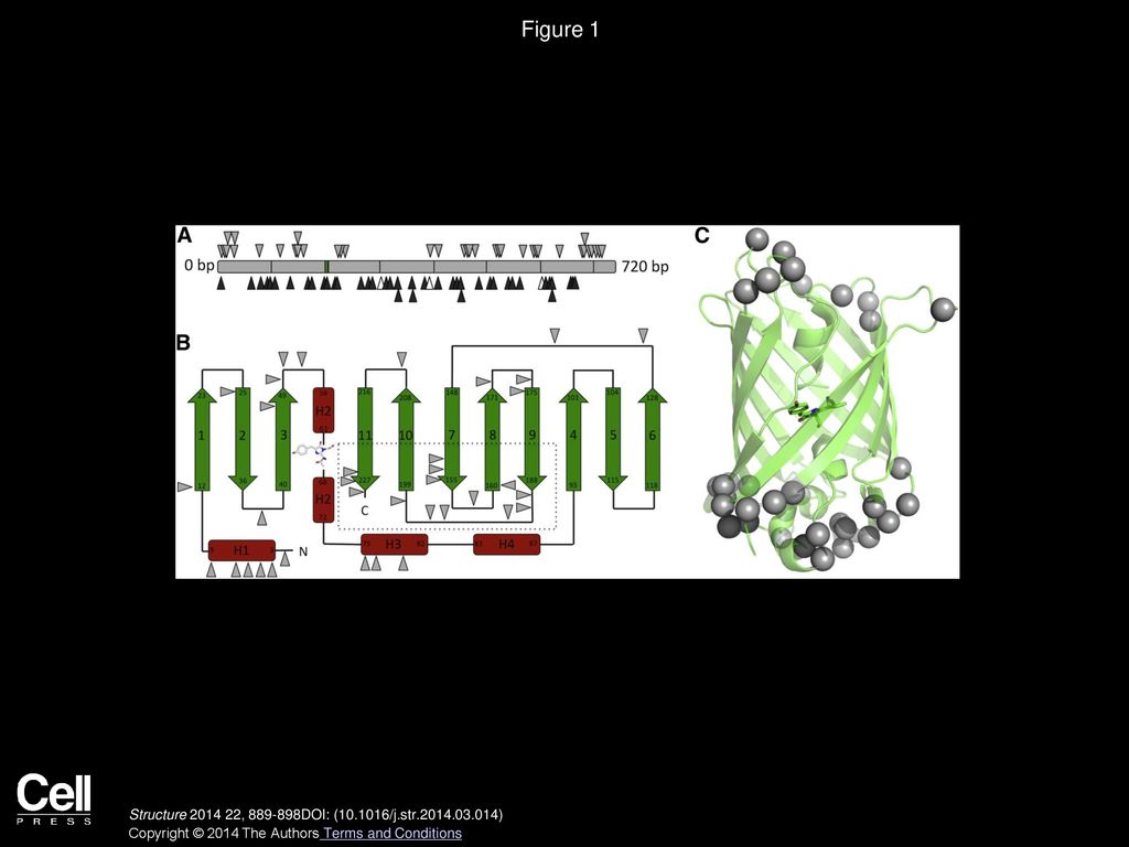 Figure 1 Mapping Deletion Mutations with Respect to EGFP Primary, Secondary, and Tertiary Structure.